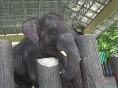 Любители, Брюнетки, Сперма во рту, Оргазм, На природе, От первого лица, Киски, Сиськи