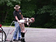 PonyGirl Cart