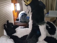 Eclipse Getting Bred By Wolves