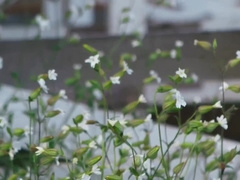 Amazing Sex Clip Homosexual Anal Great