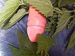 Stinging nettles cock torture