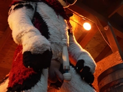 Husky Fursuiter Suspension Jerkoff