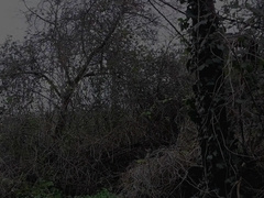 Woodland Masturbating Dressed in Straps, Close up Huge Fuckpole Edging, Nutting - Rockard Parent