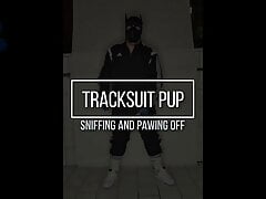 Tracksuit pup pawing off sniffing sneakers