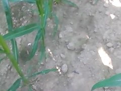 Quick jerk of in the corn field