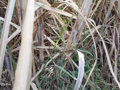 Indian Gay - College Three Boys From A Small Village Have Sex With A Real Girl In The Fields