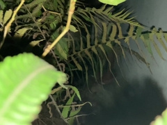 Massive and Fat Spear Jizzing in the Forest