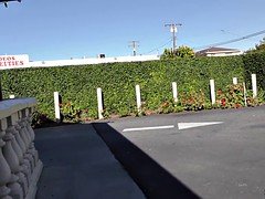 Grosse bite, Interracial, Suçant