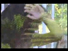 デカパイ, セレブ, コンピレーション, イタリア人