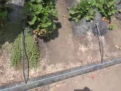 Amateur, Brunette brune, Ferme, Hd, De plein air, Piercing, Maigrichonne, Nénés