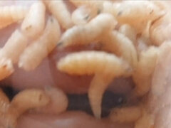 素人, 緊縛, 変態, お婆さん, 自家製, 挿入, 熟年, 苦痛