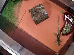 Любители, Секс без цензуры