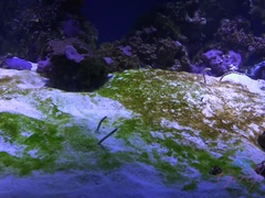 Leie, Bad, Blasen, Stiefel, Paar, Freundin, Masturbation