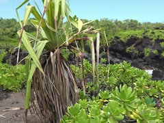 Amateur, Mamada, Pajear, Orgasmo, Público, Coño, Afeitado, Flaco