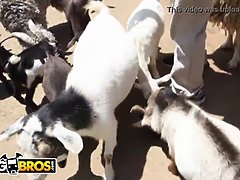 アジア人, デカ尻, デカパイ, レズビアン, 自然山雀, オージー, ポルノスター, オッパイの