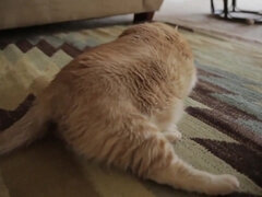 Большая жопа, Большие сиськи, Блондинки, Минет, Кончили внутрь, Зрелые, Милф, Порнозвезда