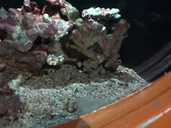 Bad, Braunhaarige, Freundin, Nackt, Pov, Muschi, Rasiert, Titten