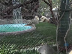 See Stevie Shae in Vegas: Big Tits & Shower Delights with POV