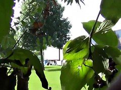 Verga grande, Atrapados, Orinar, Voyeur