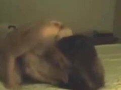 Amateur, Sucer une bite, Compilation, Noir ébène, Grosse, Femelle, Lingerie, Mature