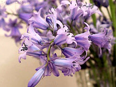 ROLEPLAY JOI (Fr w/ Eng. Subs) - The Daisy Nurse.