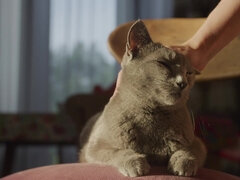 Enthousiasteling, Pijpbeurt, Lul, Fetisj, Hd, Rijpe lesbienne, Orgasme, Lerarin