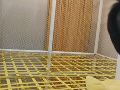 Aziatisch, Bondage discipline sadomasochisme, Bruinharig, Dominatie, Fetisj, Hd, Japaans