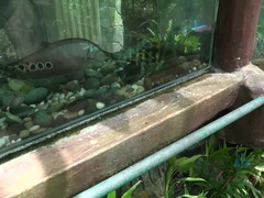 Cul, Blonde, Sucer une bite, Petite amie, Branlette thaïlandaise, Pov, Rasée, Nénés