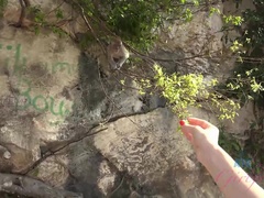 Pijpbeurt, Bruinharig, Vriendin, Olie, Orgasme, Gezichtspunt, Openbaar, Tieten likken