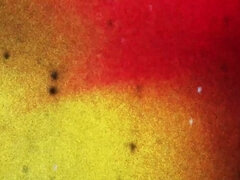 TGIRLS XXX - Compilation Updates 7th Jul to 11th Jul '2