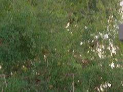 69, Cul, Gros seins, Blonde, Gorge profonde, Face assise, Tatouage, Nénés