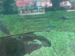 素人, 露出狂, 彼女, オーガズム, アウトドア, ハメ撮り, おもらし, 濡れ