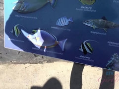 Plage, Sucer une bite, Papa, Doigter, Petite amie, Piercing, Chatte, Nénés