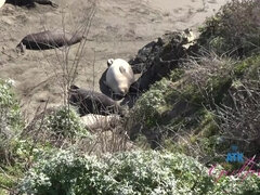 Любители, Пляж, Большая жопа, Пальцем, Оргазм, На природе, Крошечные, Сиськи