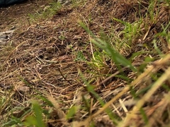 Just me fapping in the nature in France - Solo camping inexperienced no cut