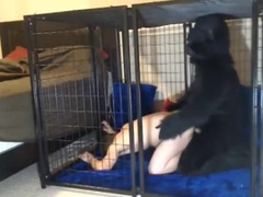 Gorilla and his Pet