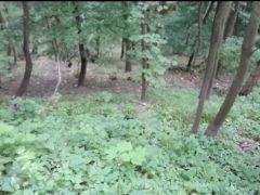 Walk in Tights on the Forest Mountain