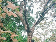 Desi gayboy folks want hump in public outdoor woods bare money-shot