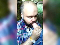 Bearded wolf suicking rod in the forest