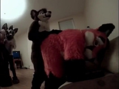 Felix fox