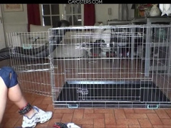 SADISM & MASOCHISM Pornography HD vignette 770