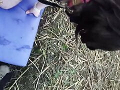 Sissy slave gurl gets pissed on and facefucked