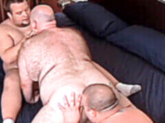 Japanese chubby bear, chub, american