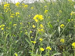 bhabi ki gand dekh kar sarso ke khet me mooth mari