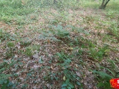 My nude walk in the forest finished with a white pearly cum shot