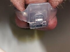 Piss while locked in HT Nub chastity cage