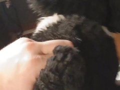 POINT OF VIEW Plushie Border Collie Makes Onesie Puppy Spunk!