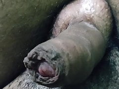 Black cock 0805