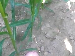 Quick jerk of in the corn field