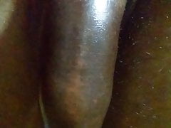 srilanka cock
